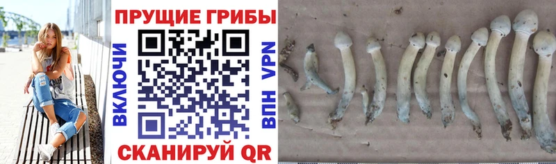 Галлюциногенные грибы GOLDEN TEACHER  Новохопёрск 